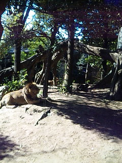 上野動物園なう